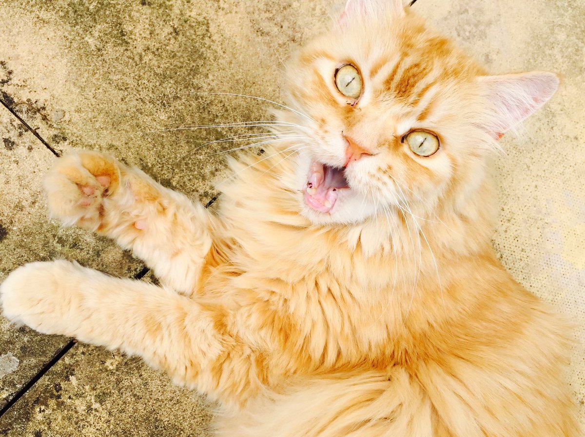 SimonOnAir's tweet photo. Hey Oscar! It's time for your worming tablet. #CatNotHappy https://t.co/DsfXEqLEpk