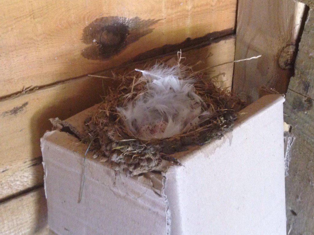 helloclarkjones's tweet image. A swallow has built a nest on top of a box I want to get in to &amp;amp; it&apos;s full of eggs. #countryproblems