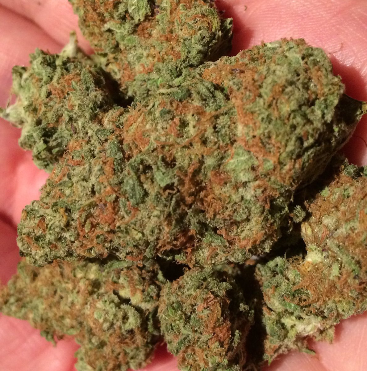 budtenderca's tweet photo. @kiwi_ziggy @kirkland_w @Hippie_of_Love @courtneyg420 @MooShuShu @TheSmogQueen @WeedEssence Enjoy! #LemonJoy https://t.co/6Ez6nmvdGf