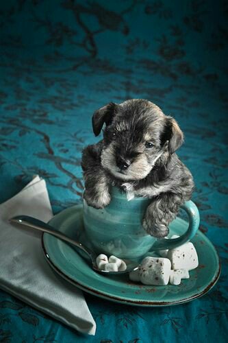 Oru_Hunabku's tweet photo. Buenos días.
#Domingo y se acabó el fin de semana. #Webaaaa. Pero bueno, que tengan un gran dominguito. https://t.co/jDNNeOOejJ