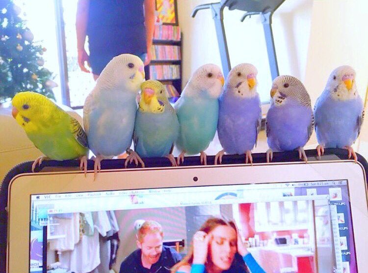 セキセイインコ画像bot♡ (@budgergars_) / Posts / X