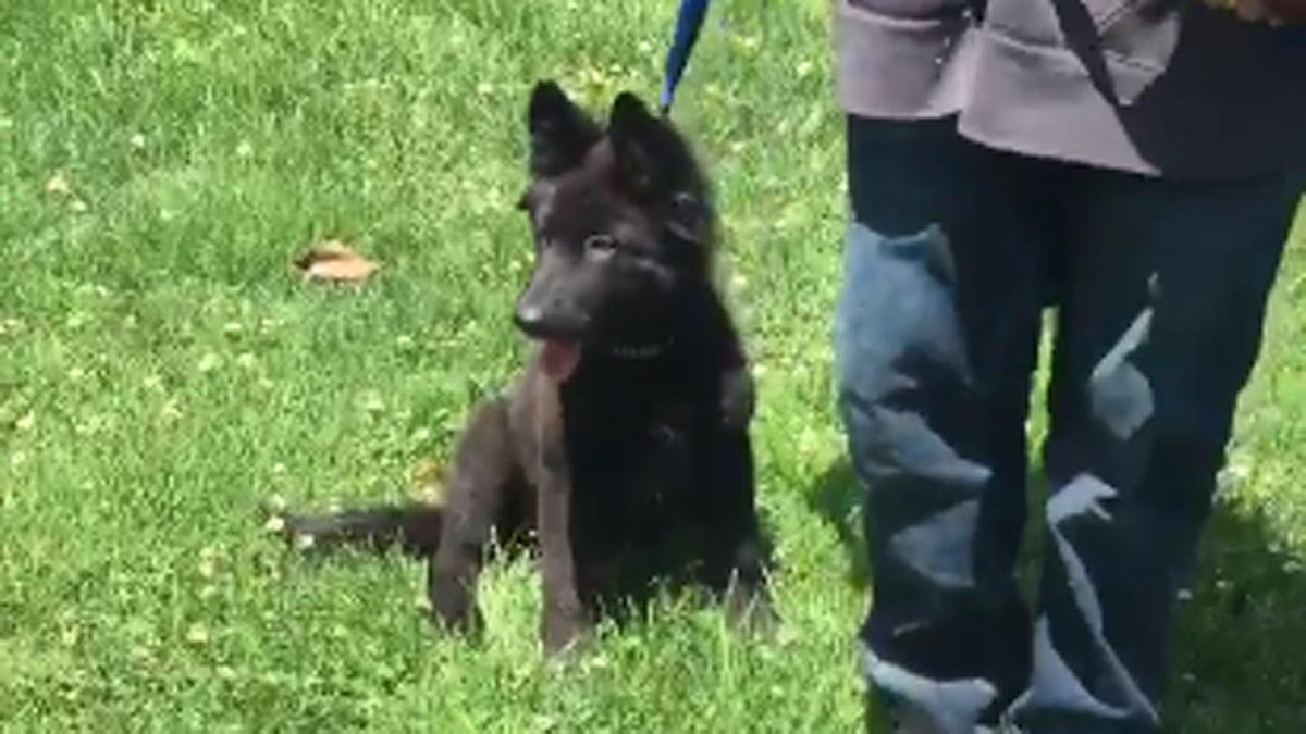 DogRealStory's tweet photo. Police reunite 14-year-old with puppy that was taken at gunpoint in San ... - https://t.co/6QIKC4o1P7 #DogRealStory https://t.co/jRcoNBXyni