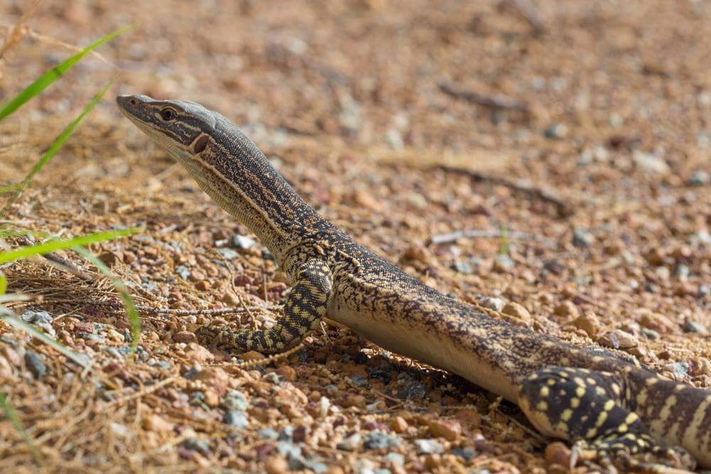 Reptile Rescue WA (ReptileRescueWA) Twitter