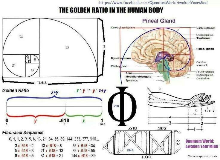 golden ratio in nature human body