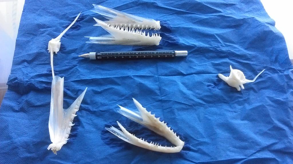 carolinelufc's tweet photo. I spent 30 mins chatting to @Skull_Bloke and now I'm taking pics of some  fish bones I found on a Cornish beach! https://t.co/eWJ8N1aBYh