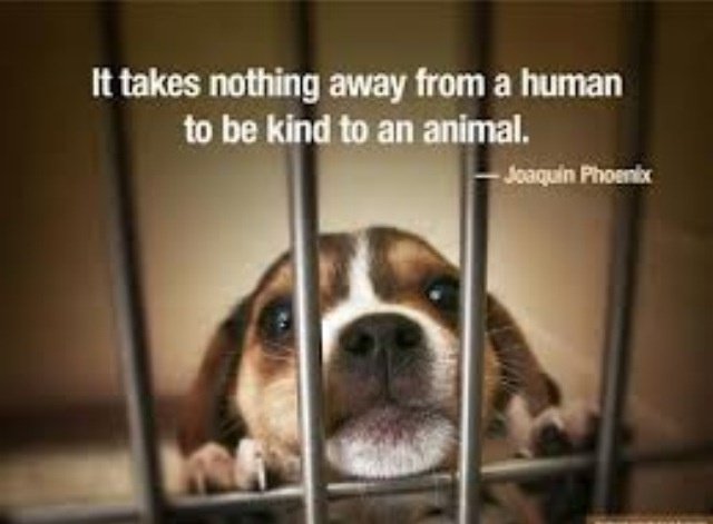 MsEnlightened's tweet photo. Be loving and kind to animals.  #AnimalRights https://t.co/Jlre3ajI3a