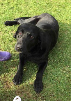DogLostUK's tweet photo. #Lost  Labrador Retriever Female
#Oldmeldrum #Inverurie #Aberdeenshire #Scotland #AB51
https://t.co/IZZ85ANlQG … https://t.co/zhnv8u0TaT