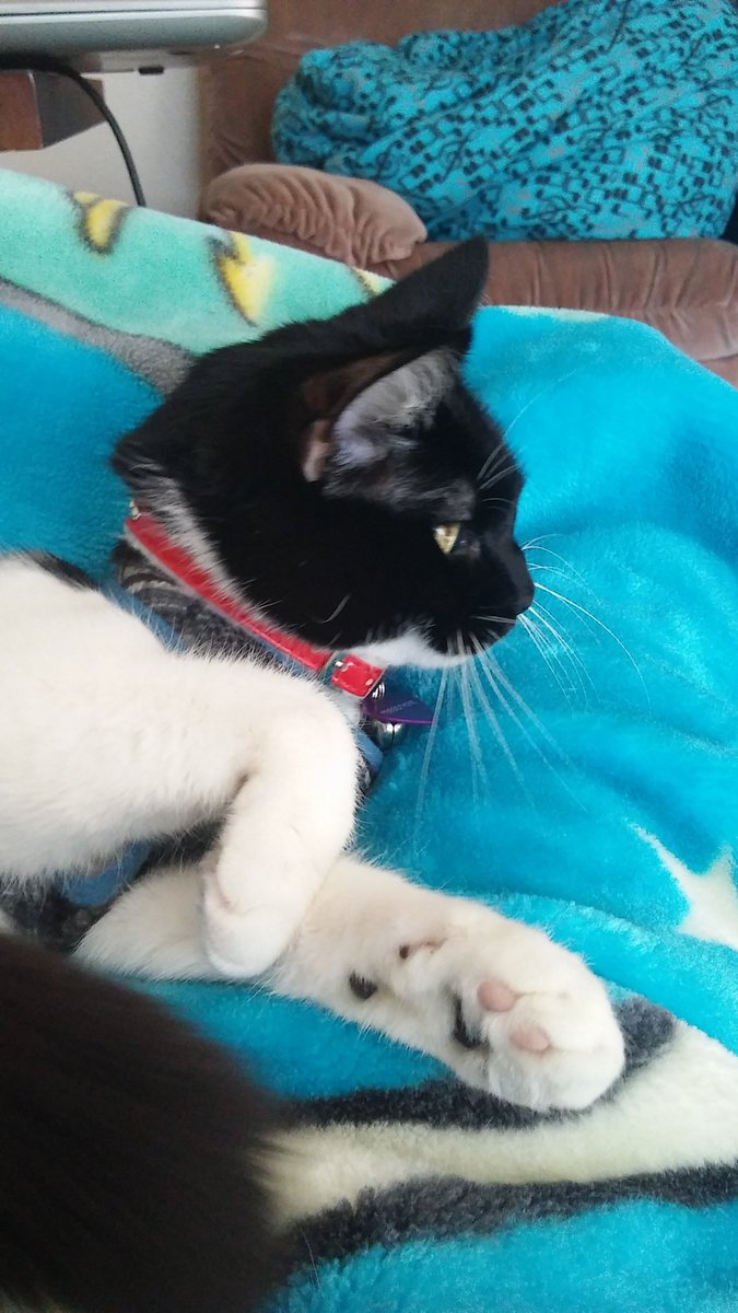 DCArtWorks's tweet photo. The #progress of a #lazy, #spoiled #princess going into full on #LoafMode. #catlover #meow #cat #kitty #kitteh #purr https://t.co/CxP9KKYNms