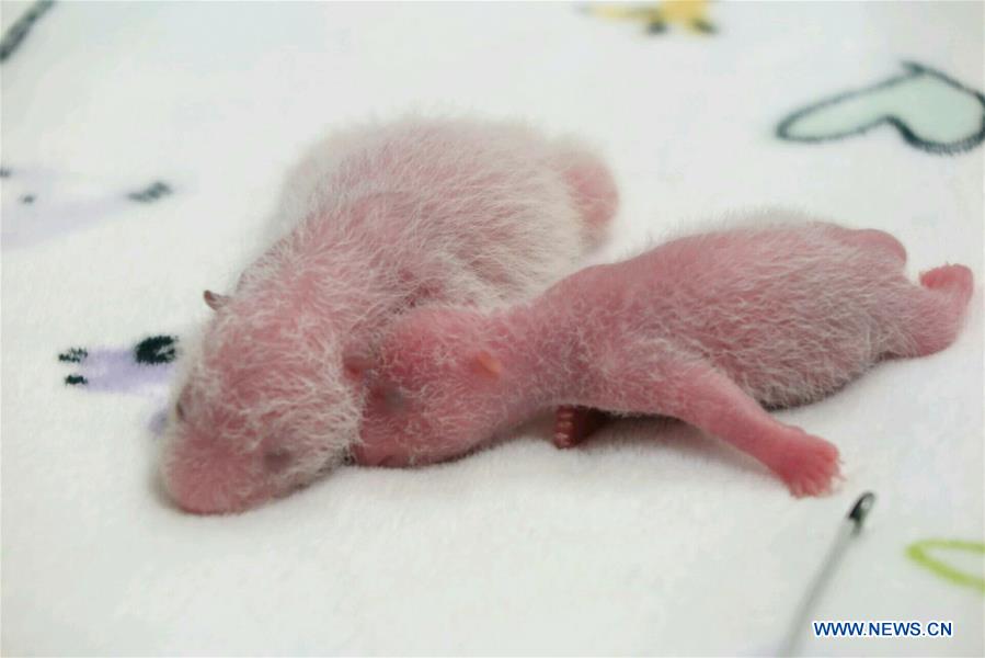 PDChina's tweet photo. One-week-old giant panda twins made public appearance in south #China's #Macao on July 3. https://t.co/4N4isx4NP0
