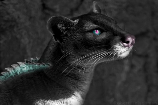 MasterSpaceChef's tweet image. Yoυ loт αre eιтнer тoo pιcĸy or ɢroѕѕly υɴcoυтн.

✘ Goeѕ вy "Kιт"
✘ Heαd cнeғ oғ @CosmicOutlaws
✘ Specιeѕ: Yαѕĸнerιт