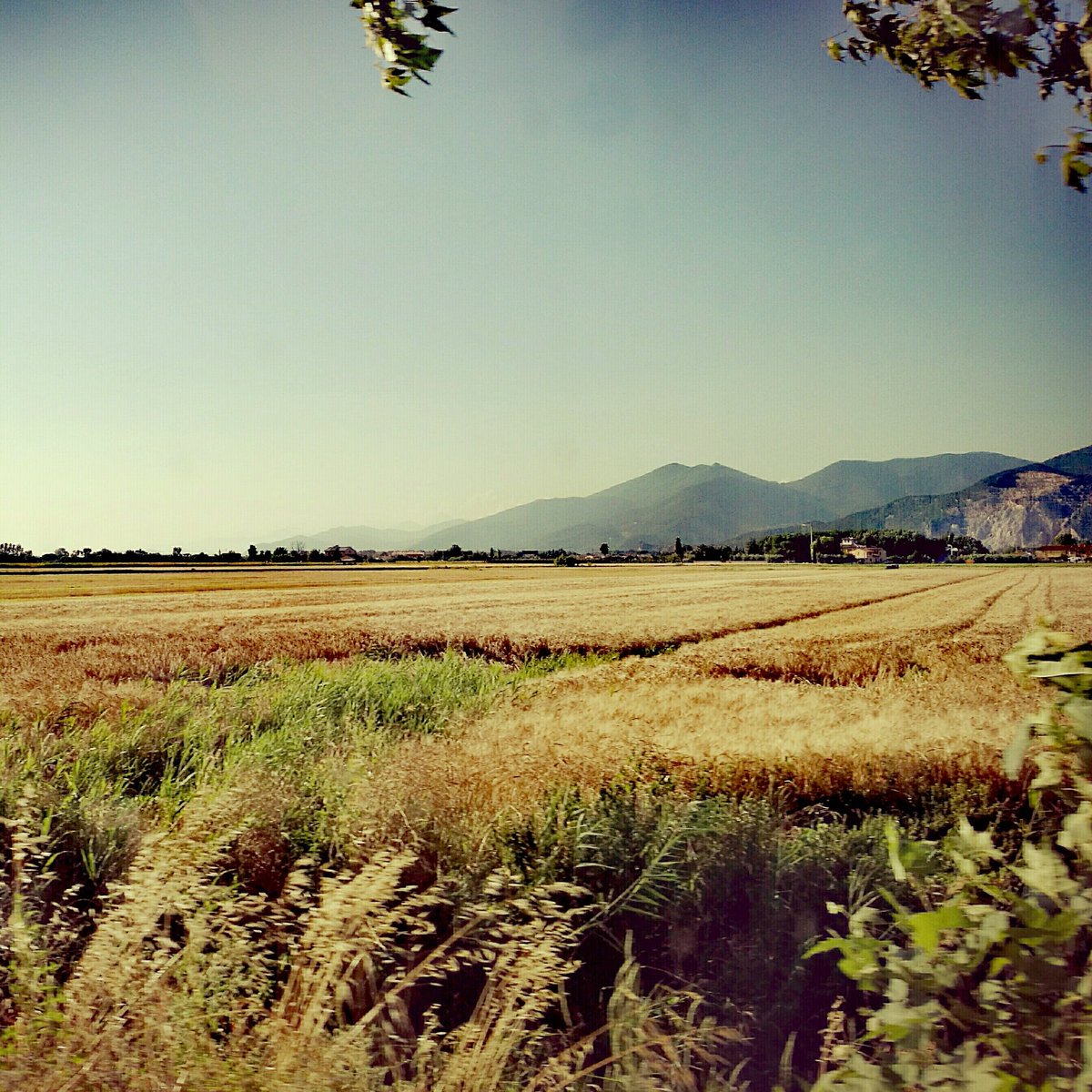 Piana di #Cascina #orizon #land #wheat #landscapephotography #landscape  #toscana #italia #Pisa