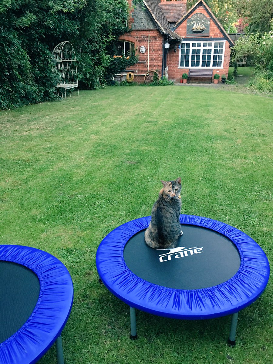 OuthouseStudios's tweet image. Kitty workout! 😺