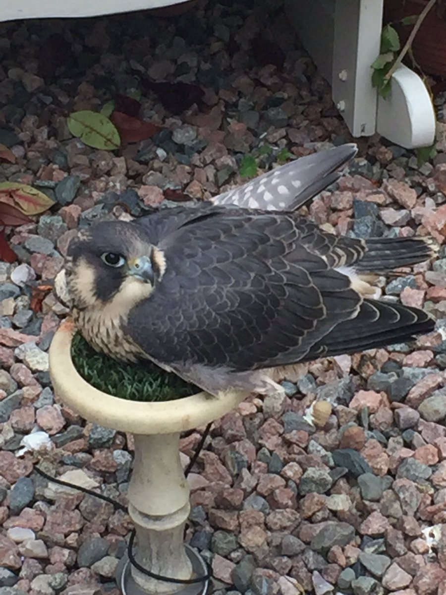 DublinFalconry's tweet photo. JT first bred from new bloodline. https://t.co/QmnbT45pRZ
