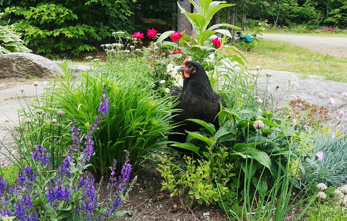 FreshEggsDaily's tweet photo. Whats more patriotic than a few chickens in your flower bed..er backyard?
#chickens #patriotism #achickenineveryplot https://t.co/iO3EkS883B