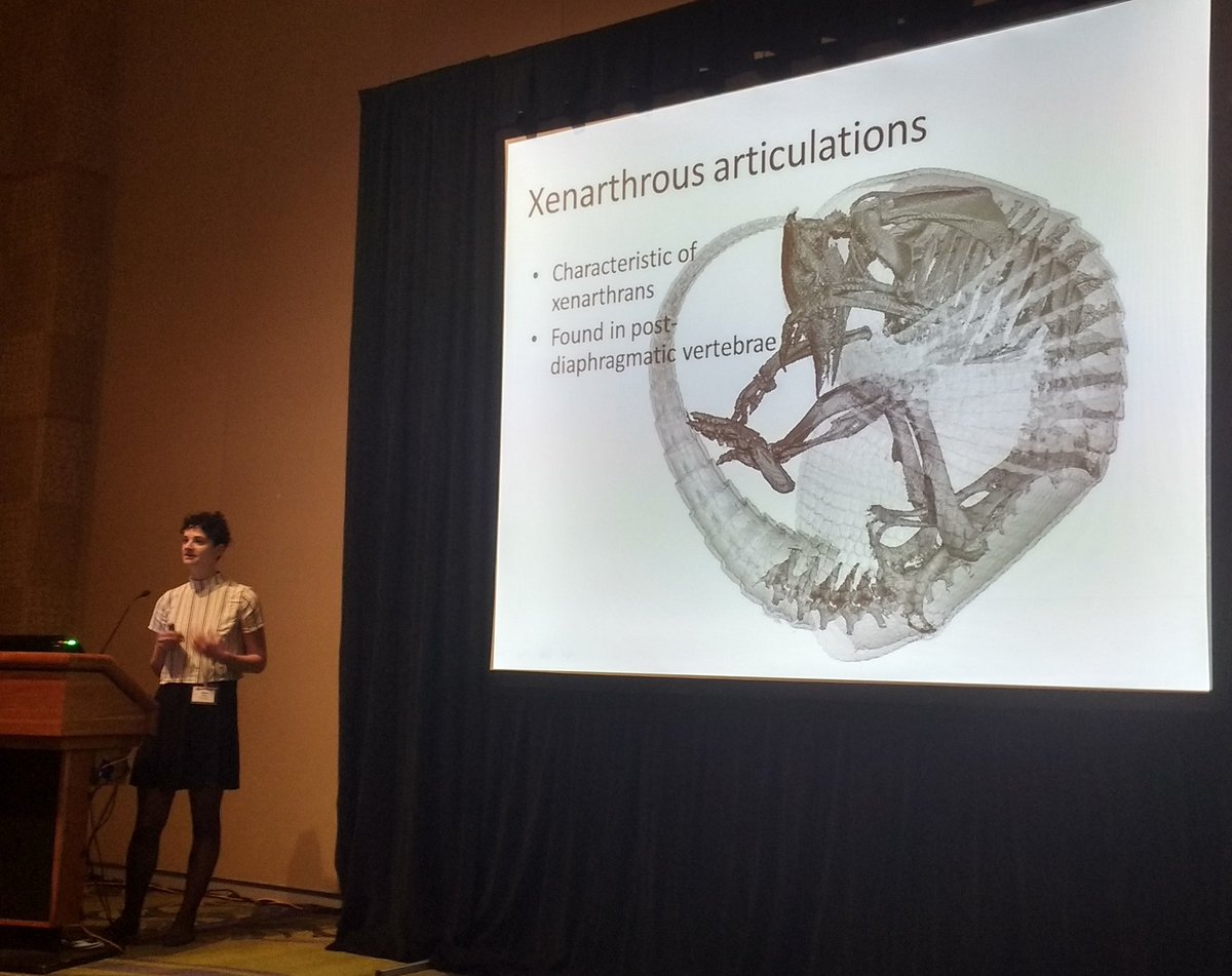 arroyovizcaino's tweet image. Bend it like an armadillo! By J. Oliver #ICVM2016 #xenarthrans