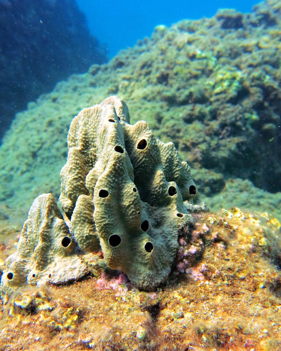 ScubaTurtleTurk's tweet photo. #seasponge is an animal #underwaterphoto https://t.co/fXQWC4WFWu