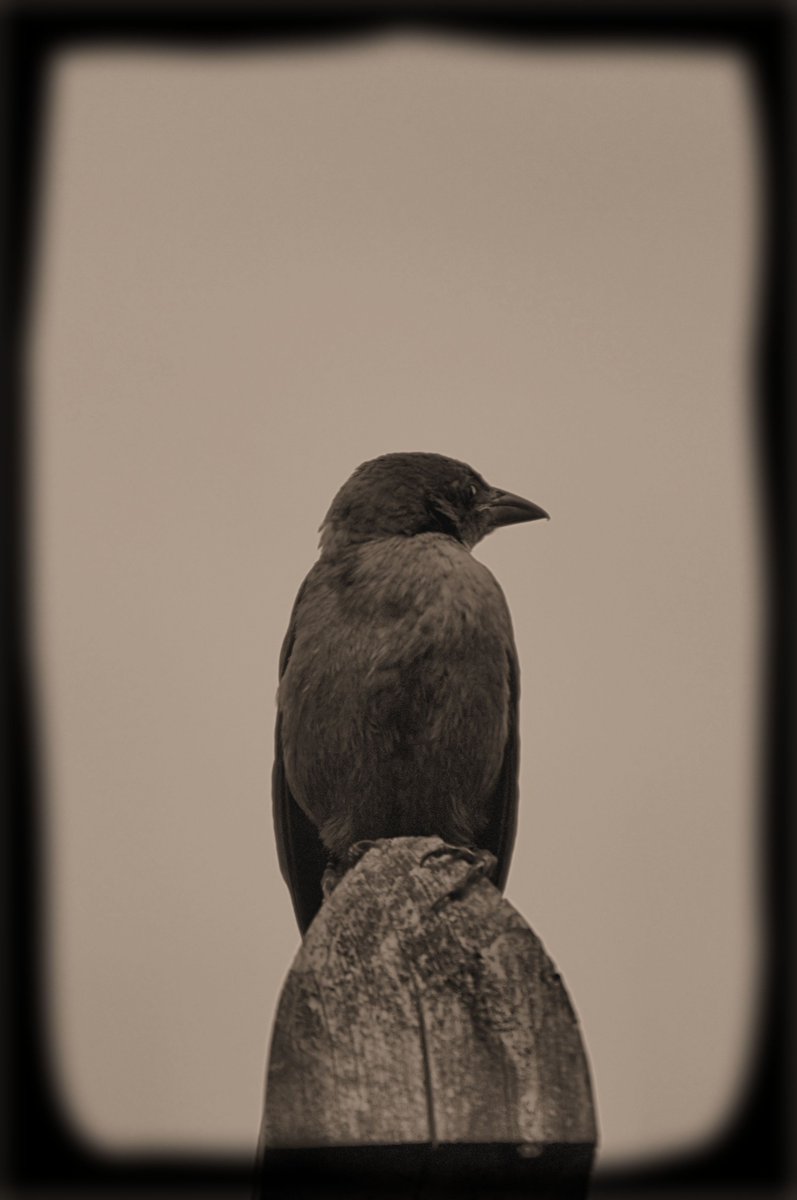 ArachnidImagery's tweet photo. #dark #darkskies #gothic #goth #ravenfamily #babygrackle #crowfamily #friendlybird #wildlife #BackyardSummer https://t.co/Te5Jp8srJM