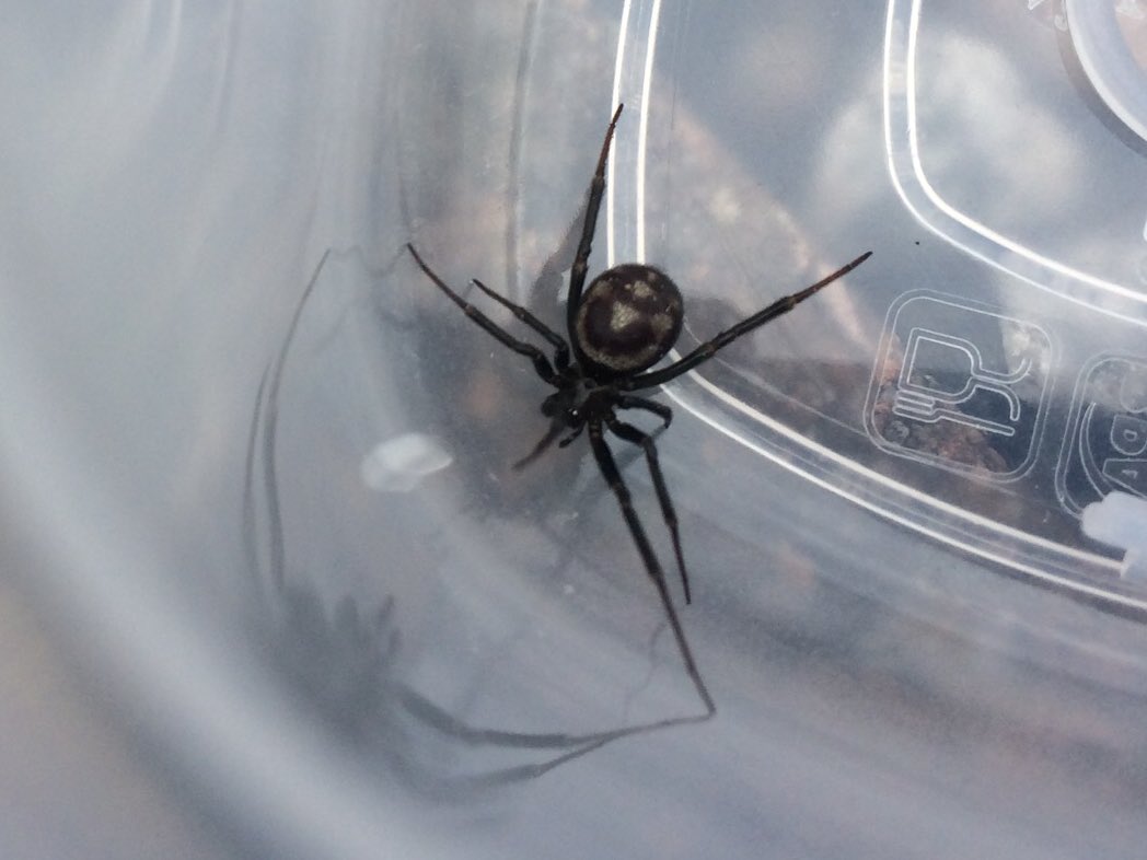 gingerferret31's tweet image. Found this on my daughters bike...any Arachnologists out there??? #spider #doesitbite