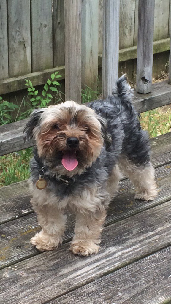 t_dorner's tweet photo. Playing ball 24/7 with Baxter https://t.co/J3SEv5aSMu