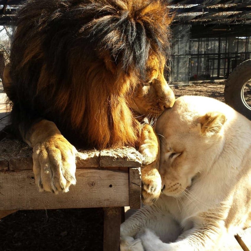 AmyRoseKathryn's tweet photo. Lions Fall In Love After Being Rescued From A Life Of Abuse And Neglect https://t.co/zWrbE7AIMl https://t.co/1anlHchibs