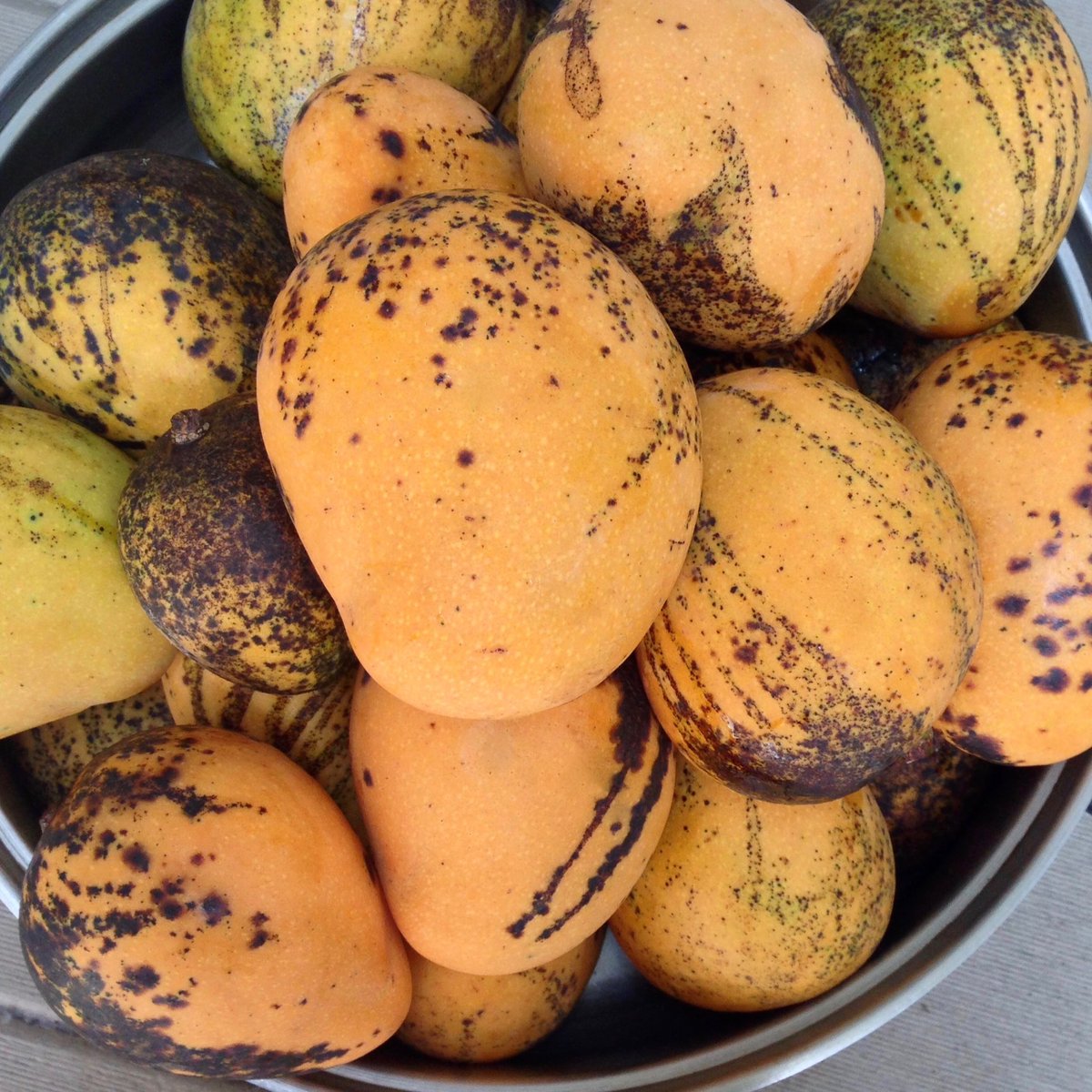 katlgreen's tweet photo. bucket of free #mangos left by my neighbor! #carbup #monomeal #mangoes #mango #fruitarian #rawvegan #lfrv #fruitlove https://t.co/aAiemasz2y