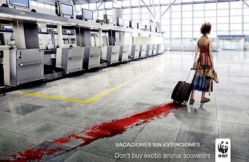 isaacBIOvega's tweet photo. Don't buy exotic animal souvenirs 😿🆘💔
Que tus maletas no lleven recuerdos de sangre.
¡No contribuyas a la extinción! https://t.co/4Q43m0Jvon