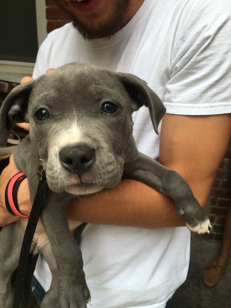 CRISPKITCHENBAR's tweet photo. Always dog friendly on our patios! Meet 8 week old Zoe! @meetthedistrict https://t.co/IkrQk38HMG