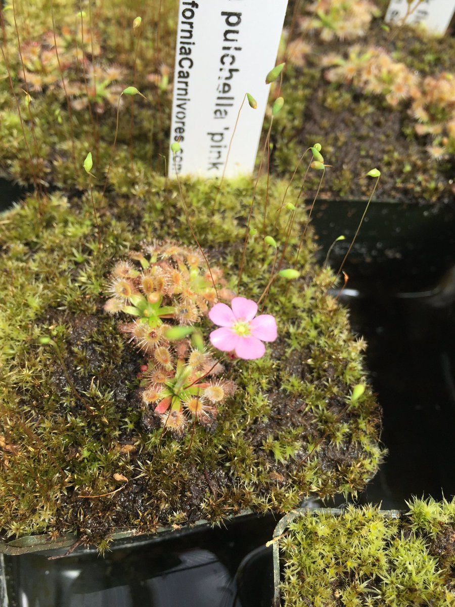 CalCarnivores's tweet photo. Flowers of #Drosera pulchella 'pink' have an unusual metallic sheen #tinybotany #savagegarden https://t.co/rC20Xqk1ew