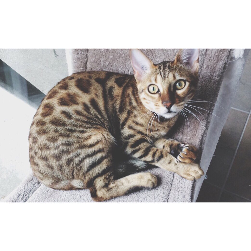 kristAnbremner's tweet photo. she's a looker.
#minileopard #prettykitty https://t.co/5lM8DXfqxd