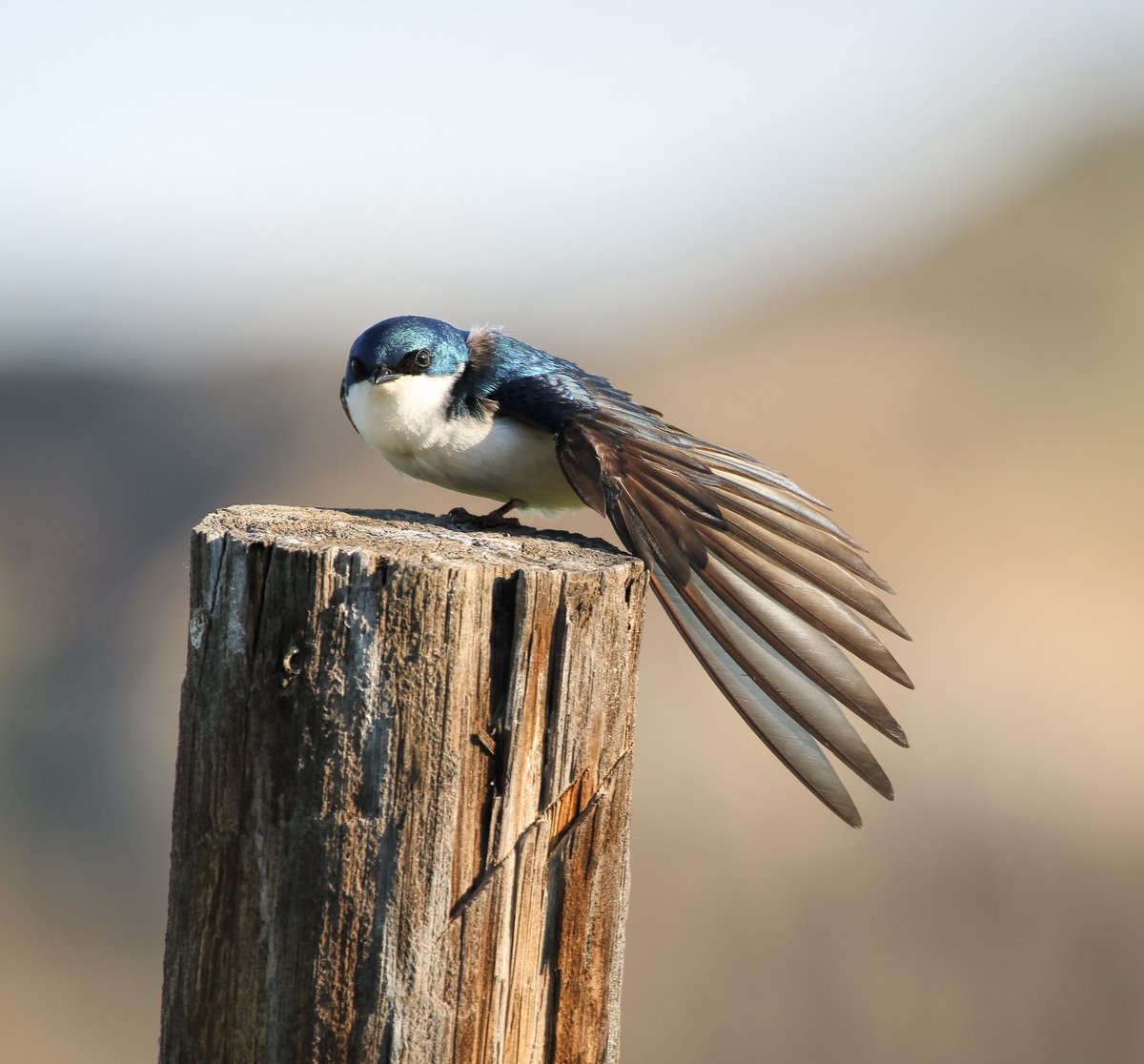 Tree Swallow wing stretch #birds #NaturePhotography