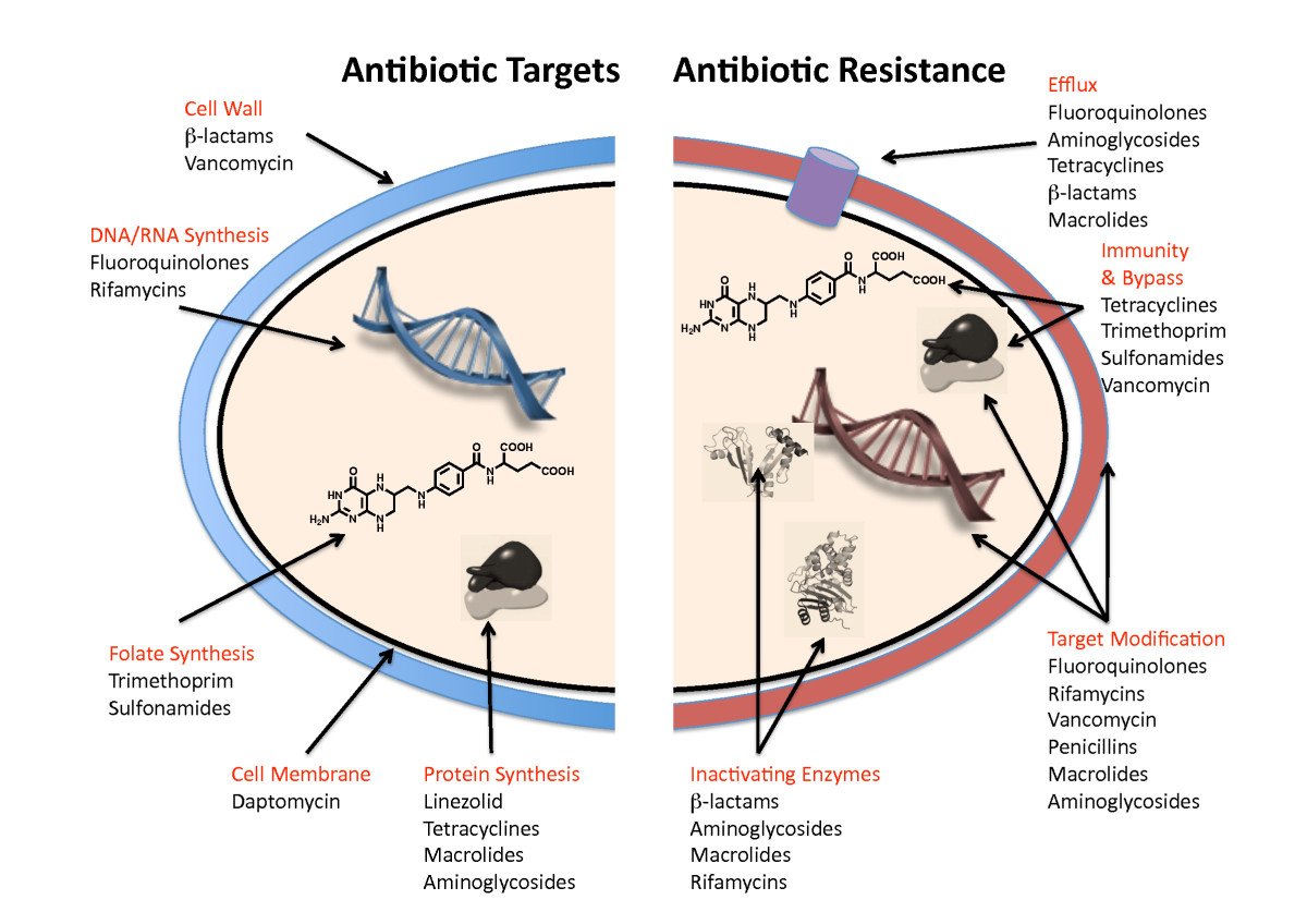 Labiotech_eu's tweet image. Novel Antibiotic for Resistant #bacteria gets a €22M Push from Key Investors #Allecra ow.ly/DcJk301mhib