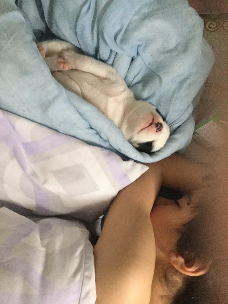 Saw the puppy sleeping beside my brother💕💫💯