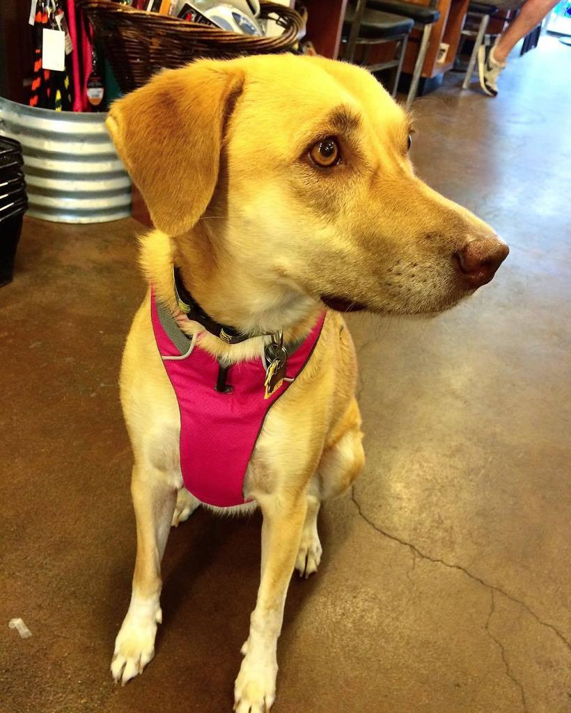 HipHoundShop's tweet photo. Blake is rocking her @ruffwear harness from the shop! #pdxdogs #shoppdx #nw23rd #nwdogs #pdxshopping #dogboutique #… https://t.co/VoLM52tWa8