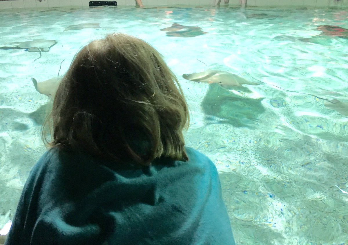 samantha_falk's tweet photo. The #DiscoverRays touch pool at @vanaqua is an "awesomely cool experience!" says my 9 yr old https://t.co/d7fzEJtdgN