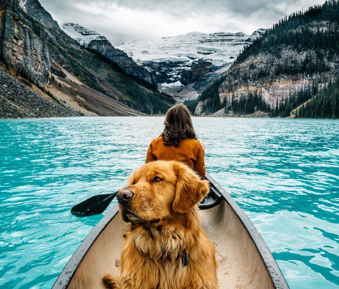 Travel like 12. Собака путешественник. Путешествие с собакой. Туризм с собакой. Животные в путешествии.
