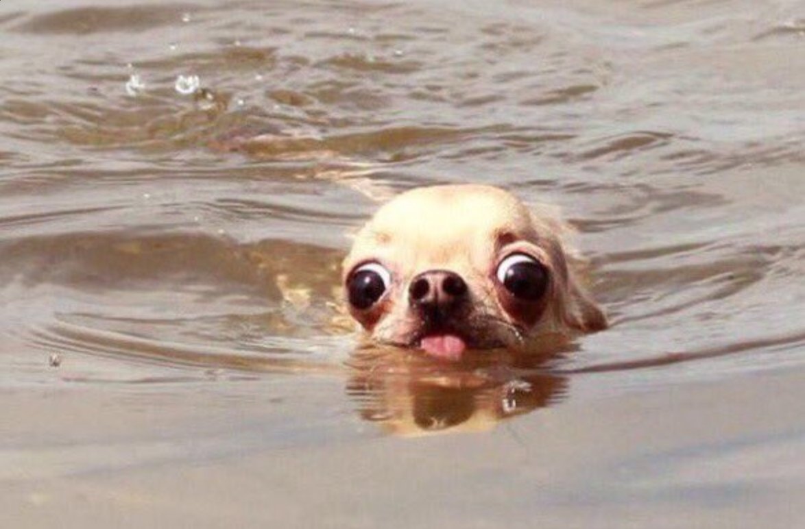 soynormalvale's tweet photo. cuando me meto en el agua y está helada https://t.co/uYkeI8fXeb