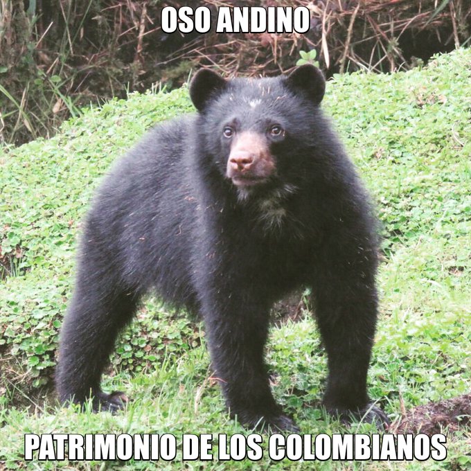 Ver imagen en Twitter