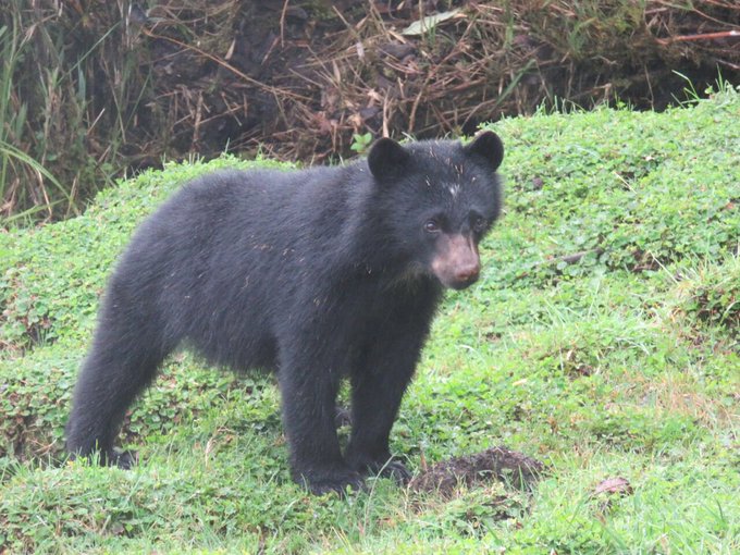 Ver imagen en Twitter