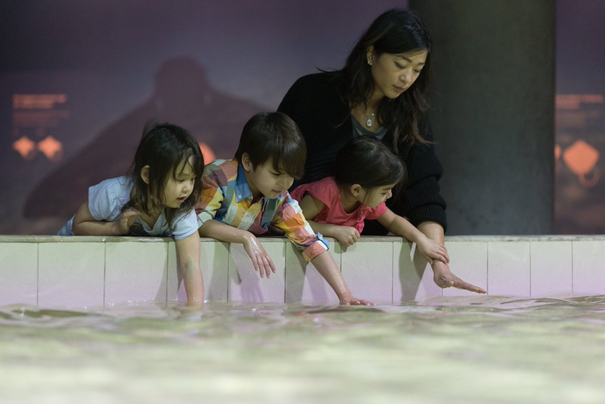 vanaqua's tweet photo. Experience first-hand the wonderful world of rays at our new #DiscoverRays touch pool. https://t.co/onB3oSyHTa https://t.co/smWulNsVrW