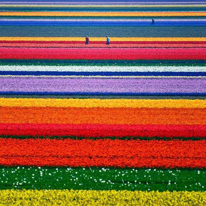 TrulyYou8's tweet photo. Field of tulips in Netherlands. See the beauty #today don't let things pass you by unnoticed 
#positivity https://t.co/gAW4QkeYcw