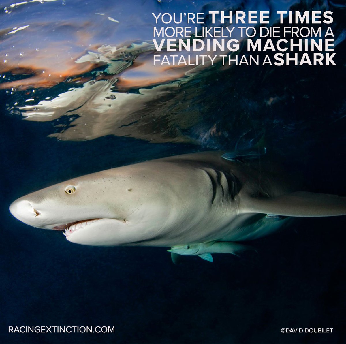 How to Help Protect Sharks How to Help Protect Sharks new foto How to Help Protect Sharks How to Help Protect Sharks new images