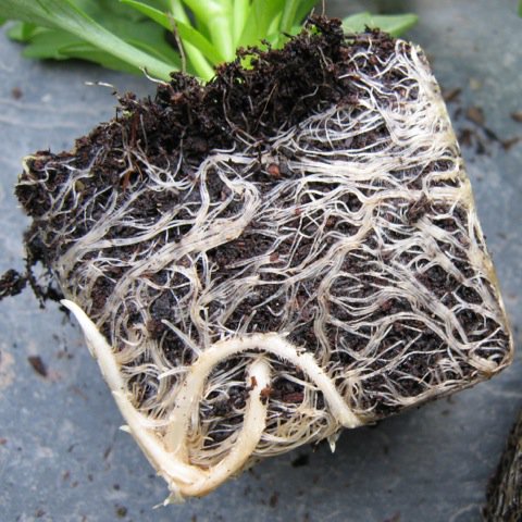 earthFgardener's tweet photo. Rampant roots on dahlias grown in @SylvaGrow #peatfree compost. ‘Piccolo Mixed’ has single blooms, loved by #bees. https://t.co/OJ5Oj4S02l