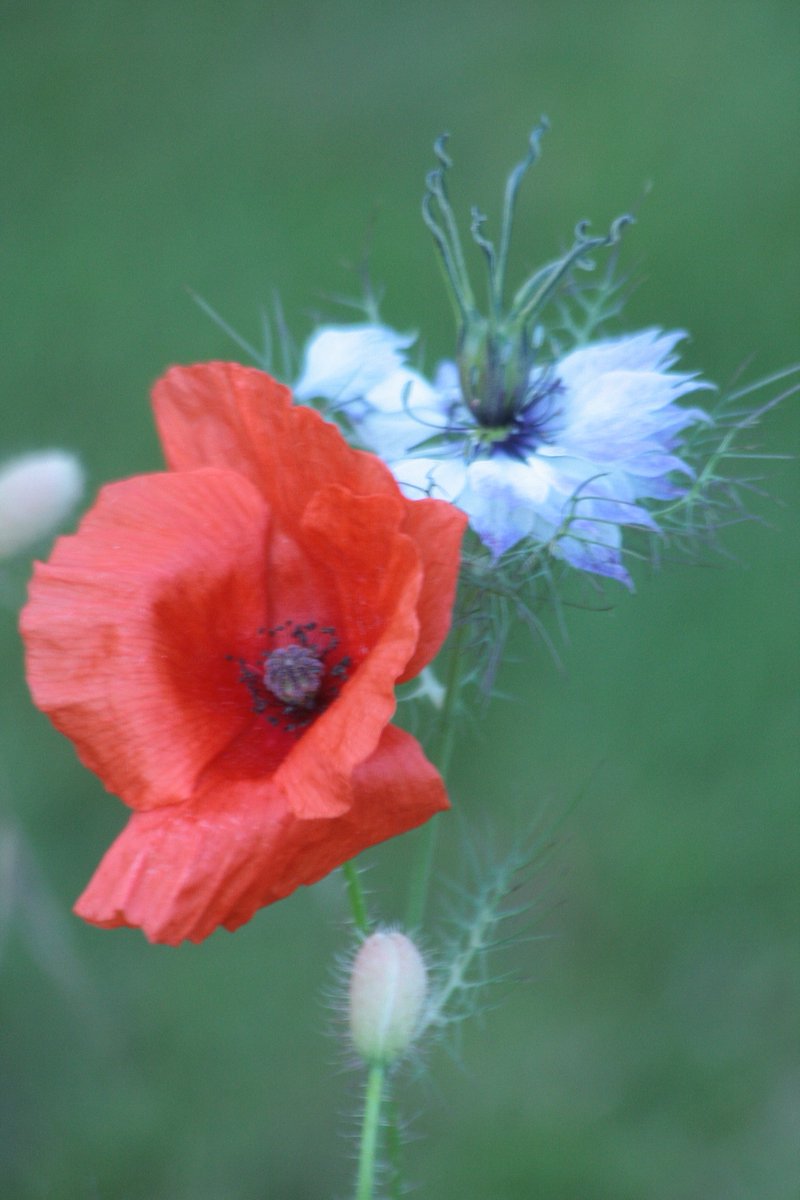 PoplarsPenny's tweet photo. "Red and Blue" #Flanderspoppy #cornflower #Rememberence #Somme100 https://t.co/jmgWwY9Dga
