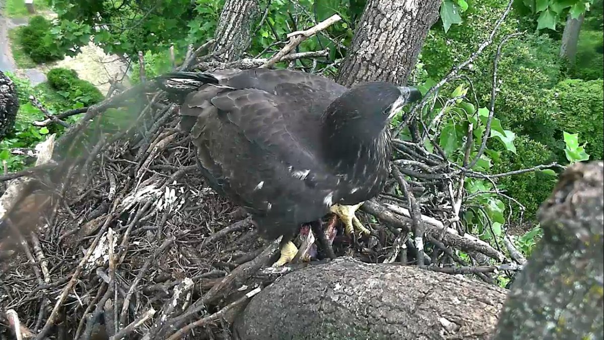 57MCM's tweet photo. Happy Independence Day from Freedom &amp; Liberty #DCeaglets 
© 2016 American Eagle Foundation. https://t.co/kH62PO7yHn https://t.co/nNvE4Sltmz