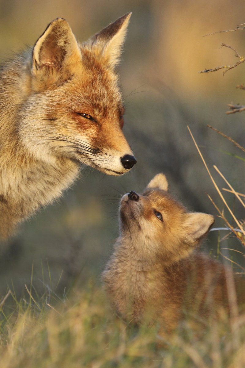 500px's tweet photo. CAPTION THIS photo by Joke Hulst: https://t.co/cR1MuY2r4m #cute https://t.co/CaUCJA1Qfm