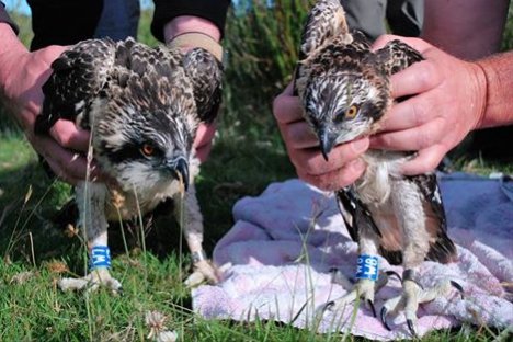 GlaslynWildlife's tweet image. Glaslyn Osprey chicks were ringed today. W7, the eldest is female, W8 the youngest is male. One of each.