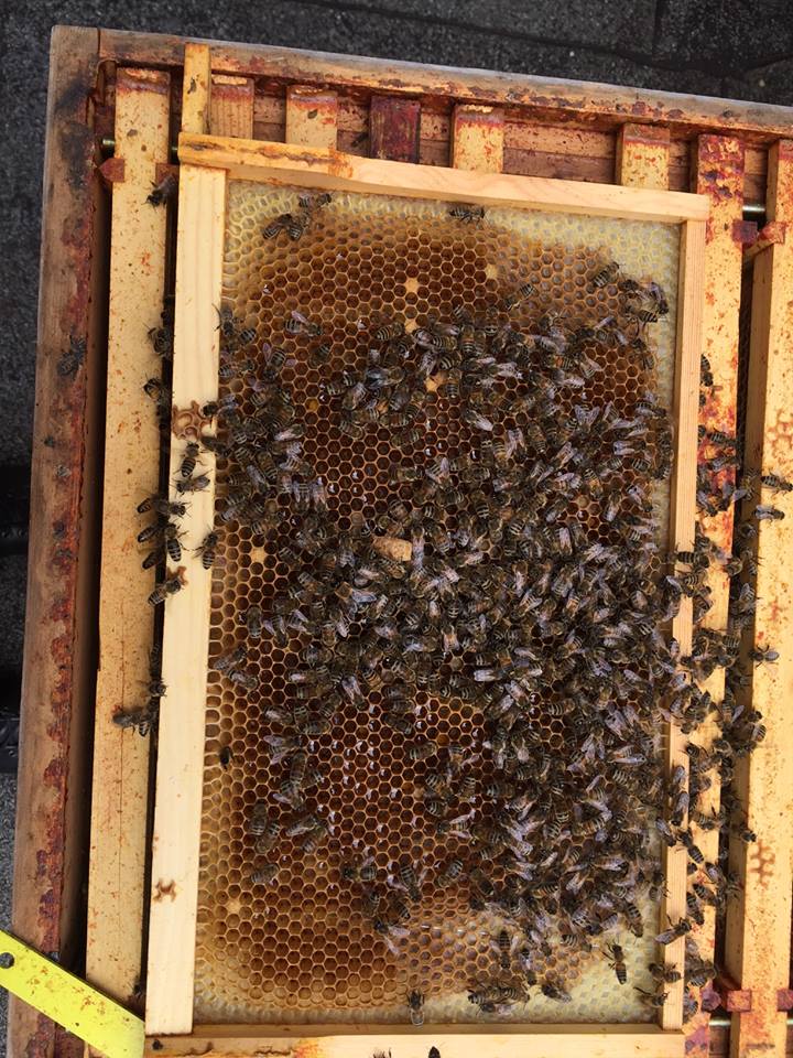 Our queenless colony made a queen cell from the brood we gave - geordiebees <a href="/JohntheBaptizer/">John the Baptist</a> are back in business!