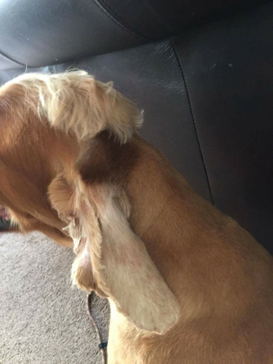 beccabradshaw_'s tweet photo. Whoever cut my dogs hair needs to lose their job NOW. What's that 😰😰 the middle part 😭😭😭😭😭😭😭 https://t.co/GVPrwLDvuz