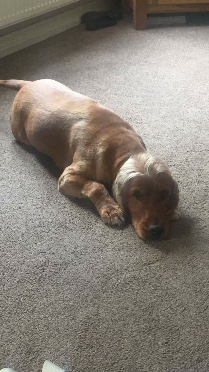 beccabradshaw_'s tweet photo. Whoever cut my dogs hair needs to lose their job NOW. What's that 😰😰 the middle part 😭😭😭😭😭😭😭 https://t.co/GVPrwLDvuz