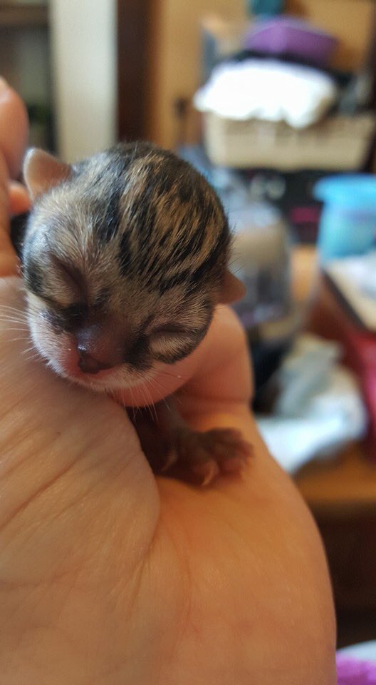 HelpingPetsNE's tweet photo. Mum Destiny is struggling naming this beauty!
Do you think we should name her Beyoncรฉ? ๐
#namethatkitten #charity https://t.co/NeGdlRGFJT